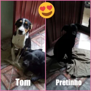 Cachorro raça SRD idade 2 a 6 meses nome TOM E PRETINHO