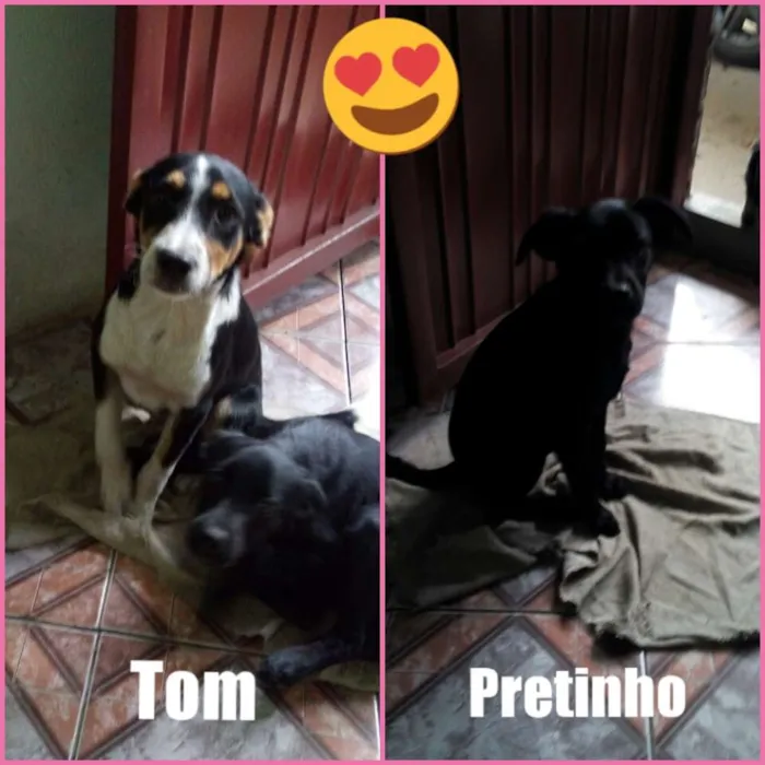 Cachorro ra a SRD idade 2 a 6 meses nome TOM E PRETINHO