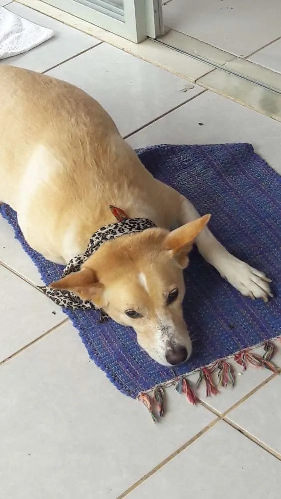 Cachorro ra a SRD idade 4 anos nome Filomena