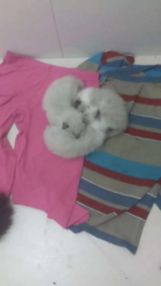 Gato ra a siamês  idade Abaixo de 2 meses nome sem nome 