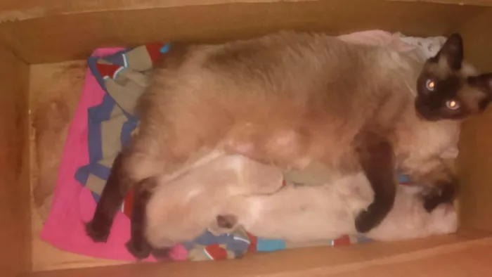 Gato ra a siamês  idade Abaixo de 2 meses nome sem nome 