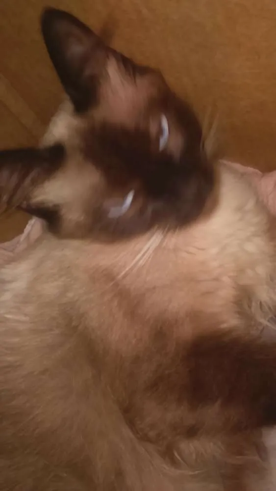 Gato ra a siamês  idade Abaixo de 2 meses nome sem nome 