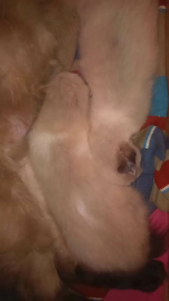 Gato ra a siamês  idade Abaixo de 2 meses nome sem nome 
