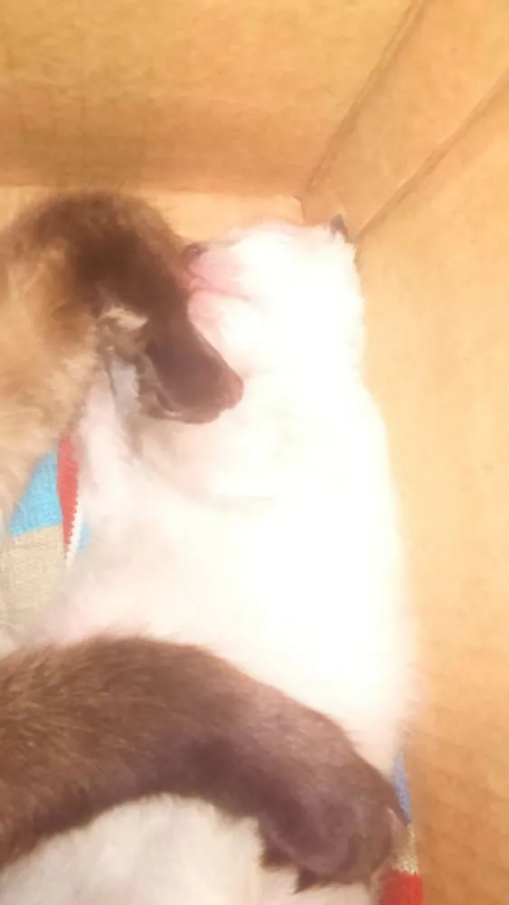 Gato ra a siamês  idade Abaixo de 2 meses nome sem nome 