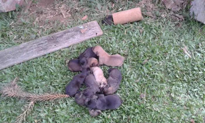 Cachorro ra a SEM idade 2 a 6 meses nome FILHOTES