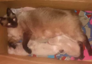 Gato raça siamês  idade Abaixo de 2 meses nome sem nome 