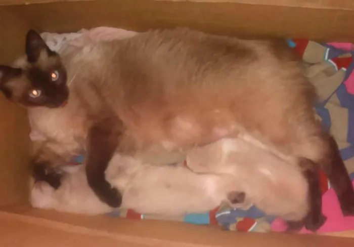 Gato ra a siamês  idade Abaixo de 2 meses nome sem nome 