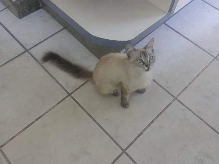 Gato raça olhos azuis idade  nome menina