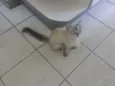 menina