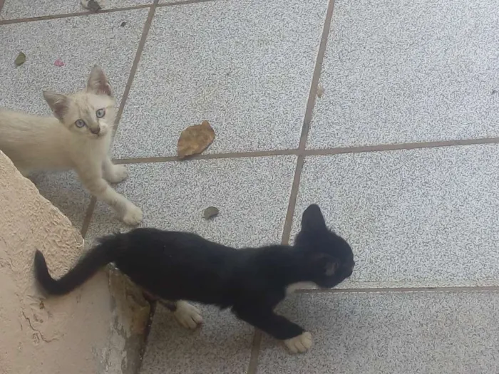 Gato raça olhos azuis idade  nome menina