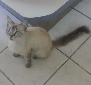 Gato raça olhos azuis idade  nome menina