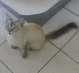 menina