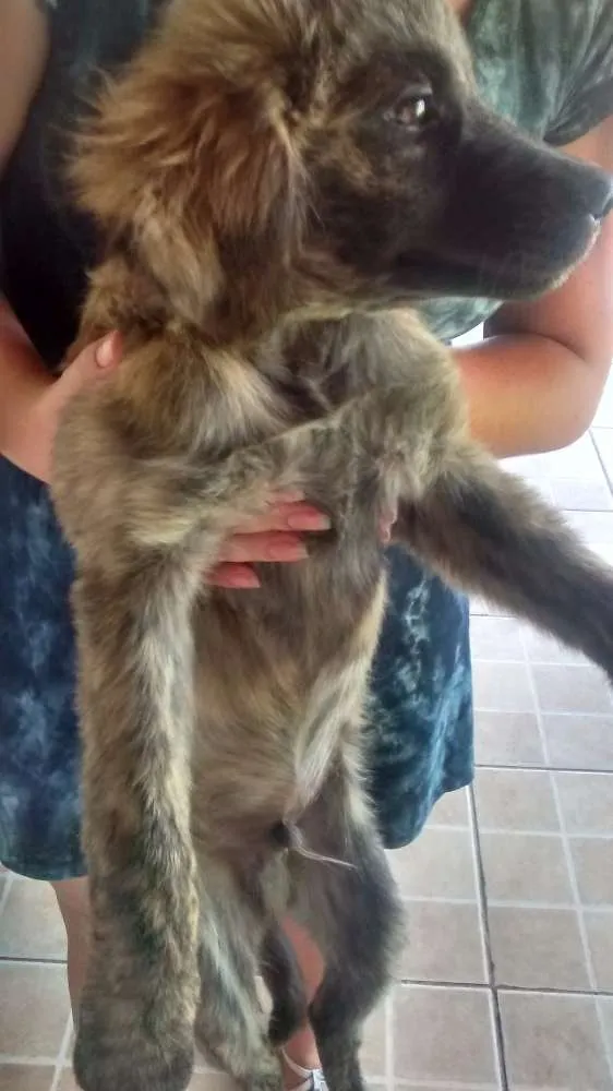 Cachorro ra a Vira lata idade 2 a 6 meses nome Tigresa, Branquinha,