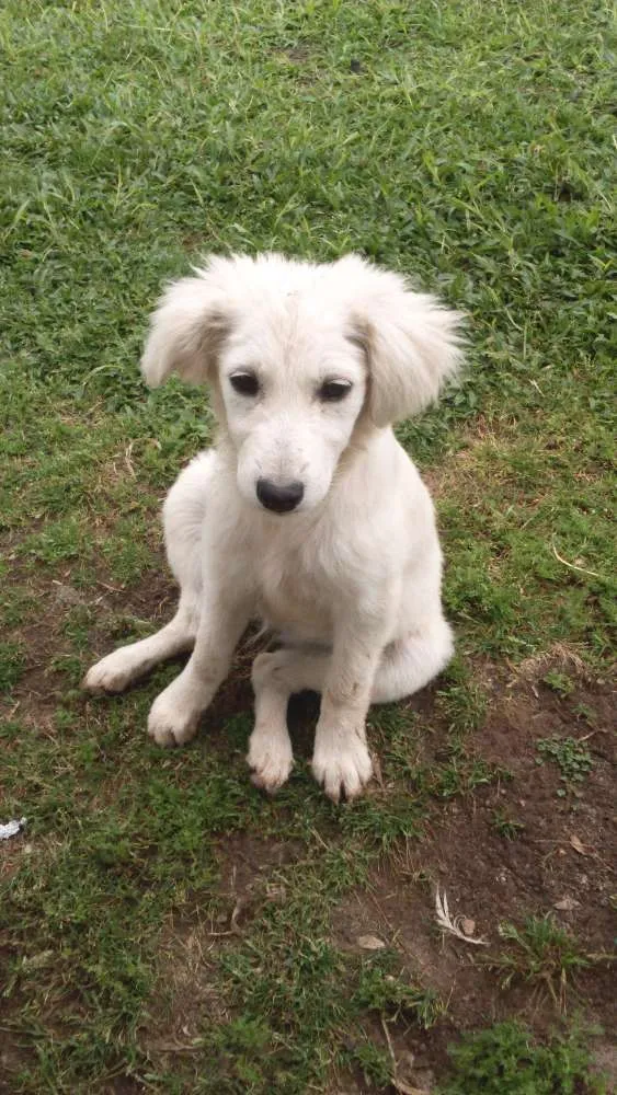Cachorro ra a Vira lata idade 2 a 6 meses nome Tigresa, Branquinha,