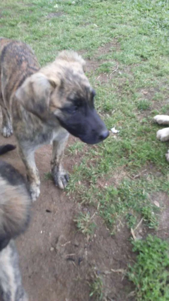 Cachorro ra a Vira lata idade 2 a 6 meses nome Tigresa, Branquinha,