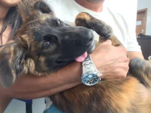 Cachorro raça Não definida idade  nome Laika