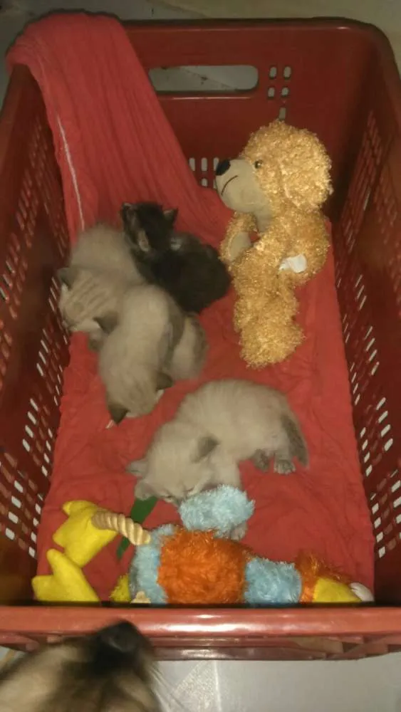 Gato ra a Siamês mestiço idade Abaixo de 2 meses nome filhotes 
