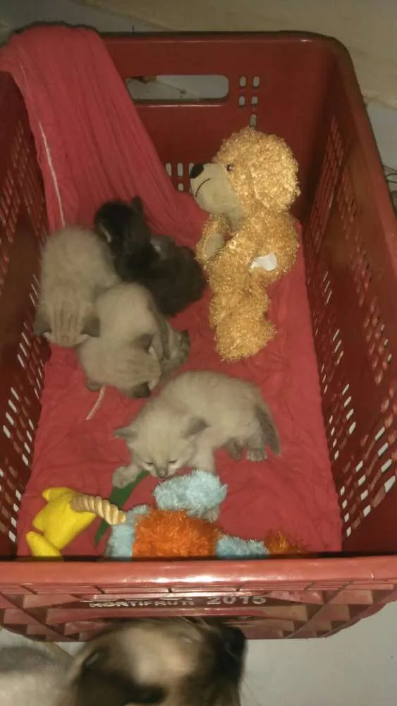 Gato ra a Siamês mestiço idade Abaixo de 2 meses nome filhotes 