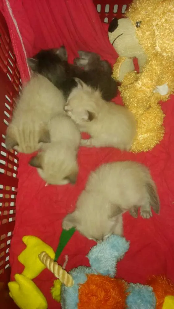 Gato ra a Siamês mestiço idade Abaixo de 2 meses nome filhotes 