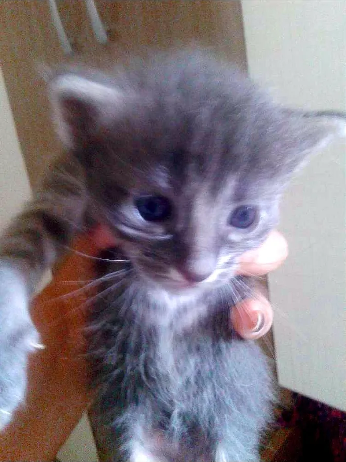 Gato ra a Siamês mestiço idade Abaixo de 2 meses nome filhotes 