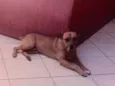 Rulk