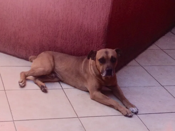 Cachorro ra a Fila com pitbul idade 6 ou mais anos nome Rulk