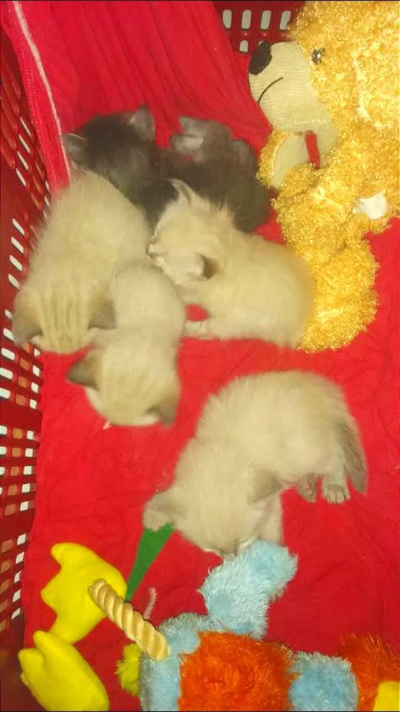 Gato ra a Siamês mestiço idade Abaixo de 2 meses nome filhotes 