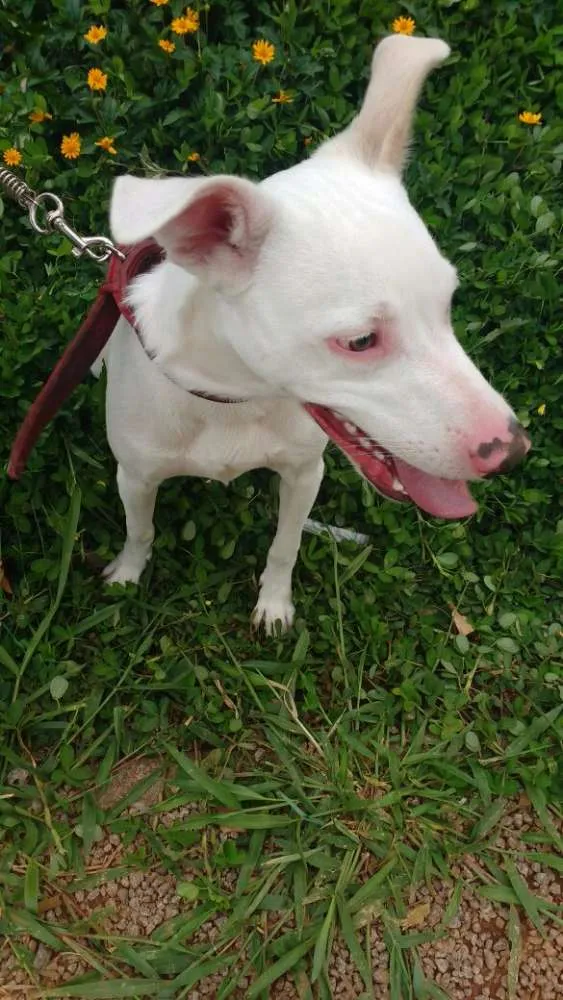 Cachorro raça Pit Bull misturado idade 7 a 11 meses nome Alemão