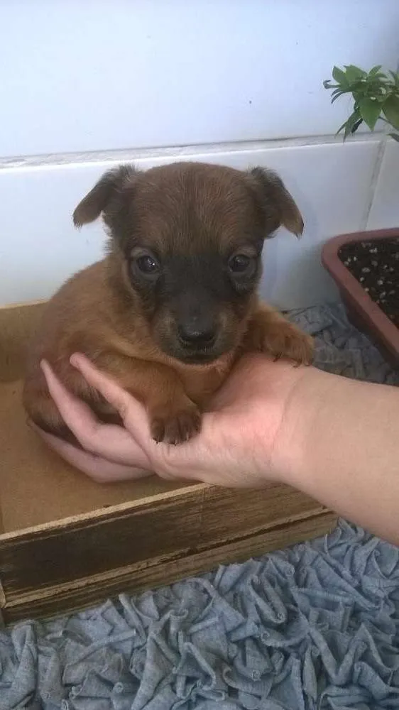 Cachorro raça vira lata idade Abaixo de 2 meses nome Sem nome