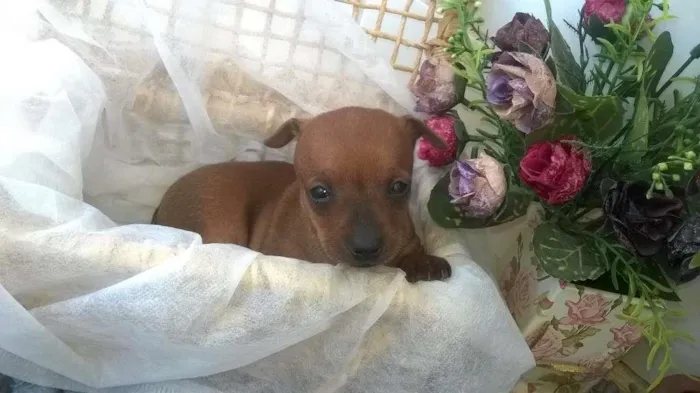 Cachorro raça Pinscher idade Abaixo de 2 meses nome Sem nome