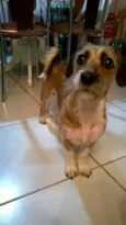 Xiquinha