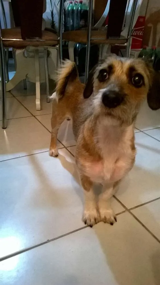 Cachorro ra a vira lata idade 1 ano nome Xiquinha