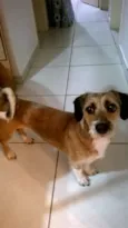 Xiquinha