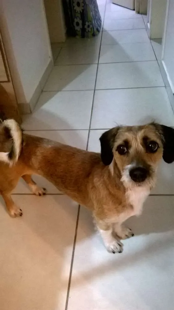 Cachorro ra a vira lata idade 1 ano nome Xiquinha