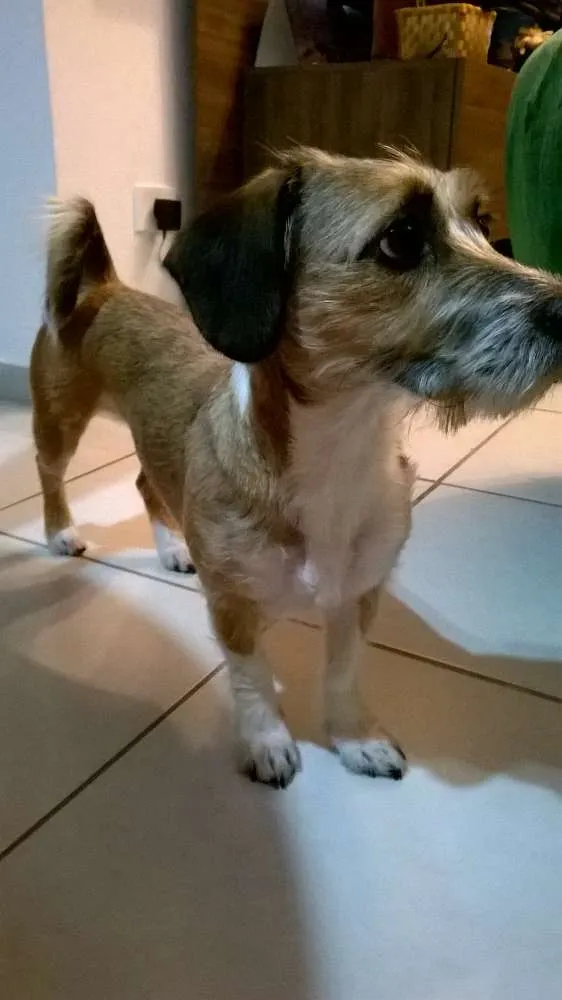 Cachorro ra a vira lata idade 1 ano nome Xiquinha