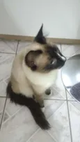 Não tem