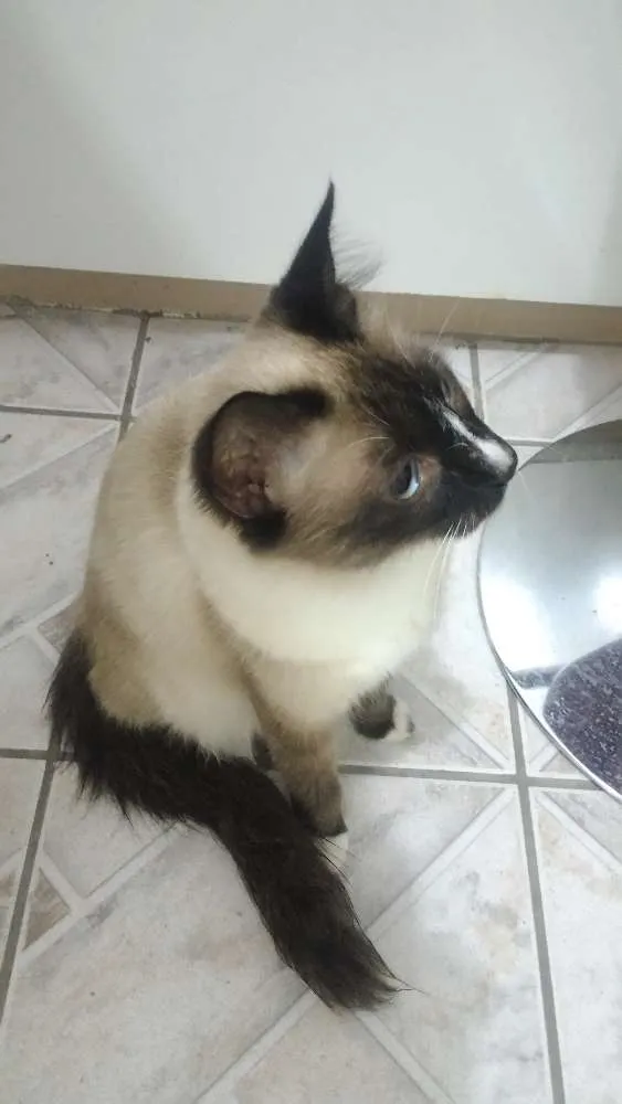 Gato ra a  idade 7 a 11 meses nome Não tem
