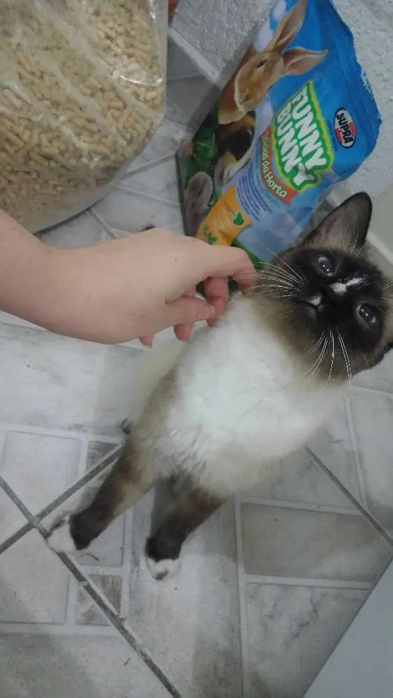 Gato ra a  idade 7 a 11 meses nome Não tem