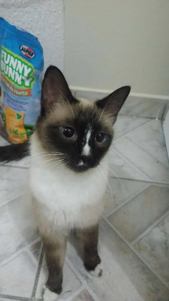 Gato ra a  idade 7 a 11 meses nome Não tem