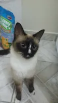 Não tem