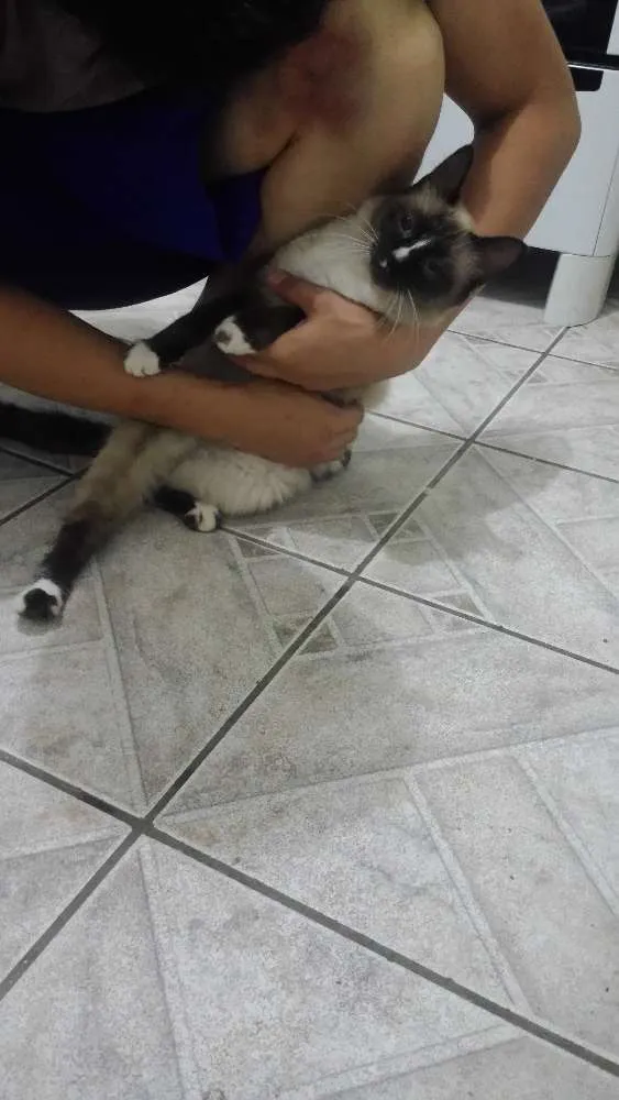 Gato ra a  idade 7 a 11 meses nome Não tem
