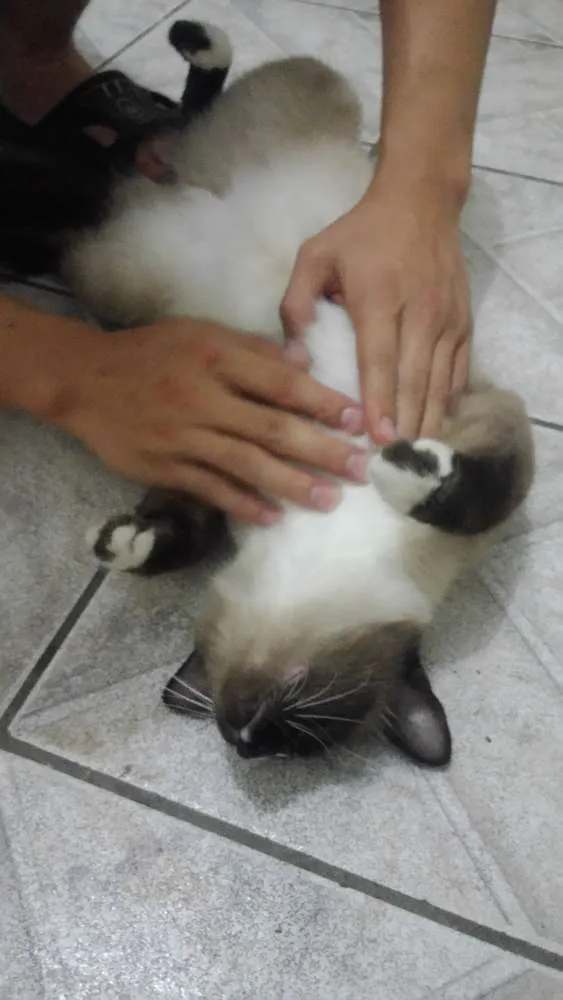 Gato ra a  idade 7 a 11 meses nome Não tem