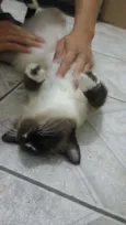 Não tem
