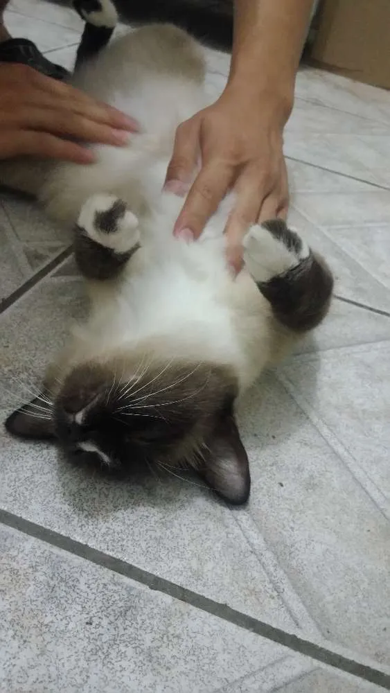 Gato ra a  idade 7 a 11 meses nome Não tem