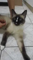 Não tem