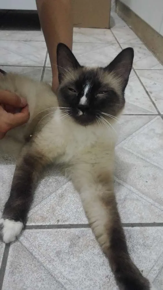 Gato ra a  idade 7 a 11 meses nome Não tem