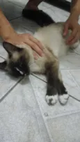 Não tem