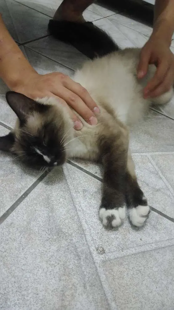 Gato ra a  idade 7 a 11 meses nome Não tem
