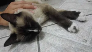 Gato raça  idade 7 a 11 meses nome Não tem