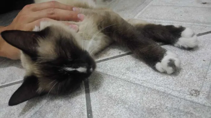 Gato ra a  idade 7 a 11 meses nome Não tem